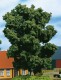 70930 Auhagen 3 deciduous trees